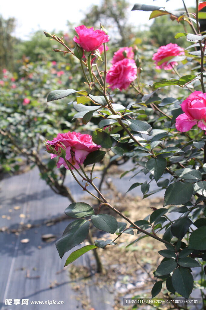 玫红色月季花