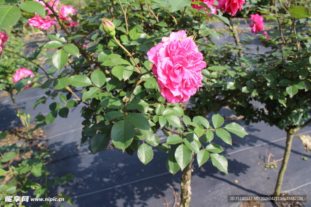 玫红色月季花