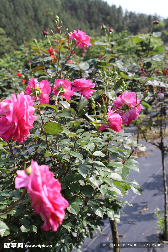 玫红色月季花