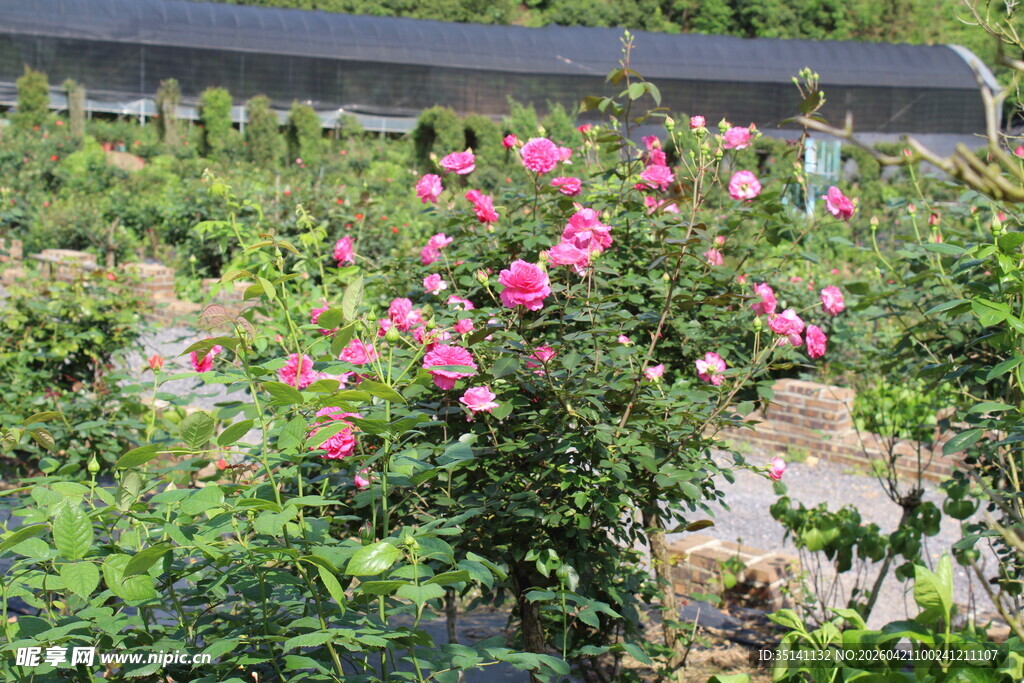 玫红色月季花
