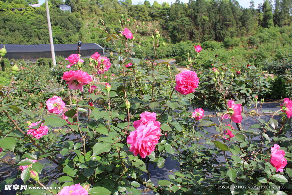 玫红色月季花