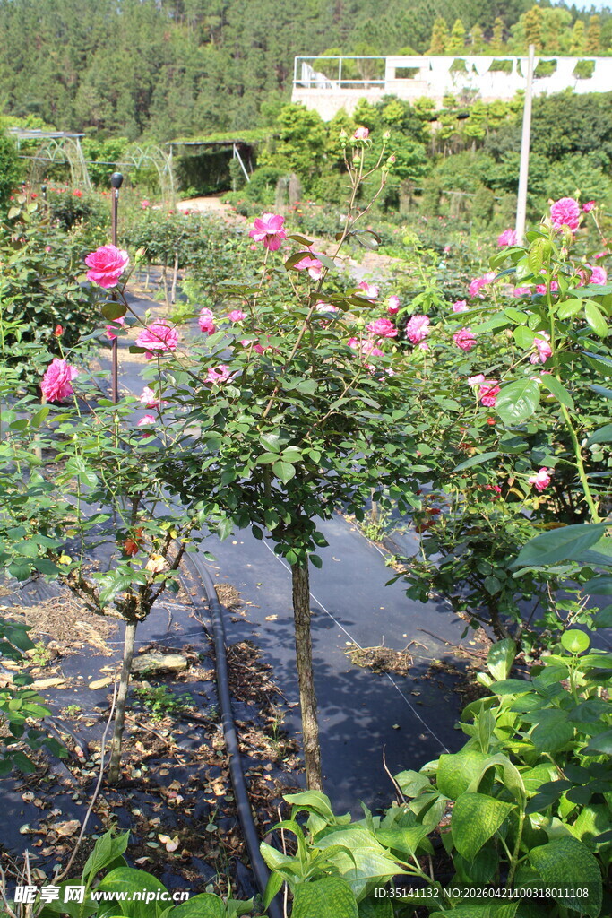 玫红色月季花