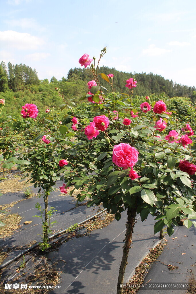 玫红色月季花