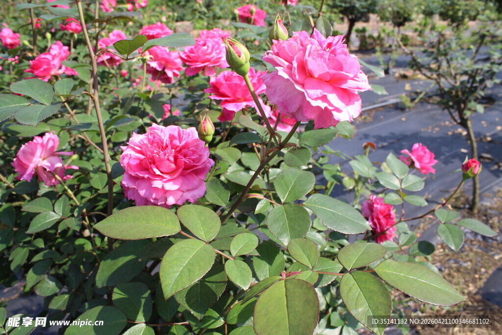 玫红色月季花