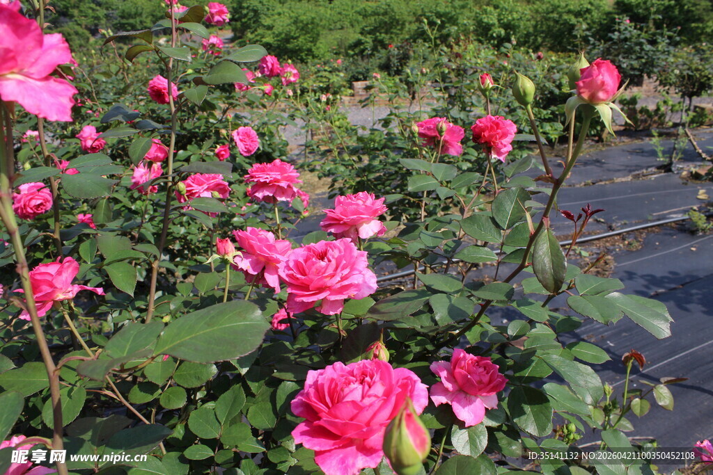 玫红色月季花