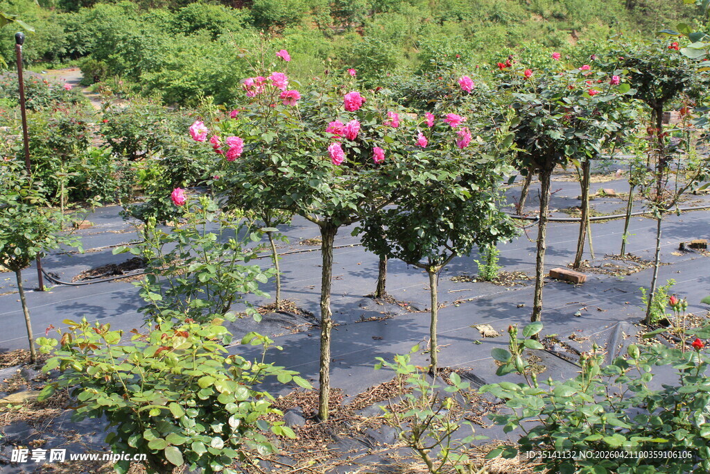 玫红色月季花