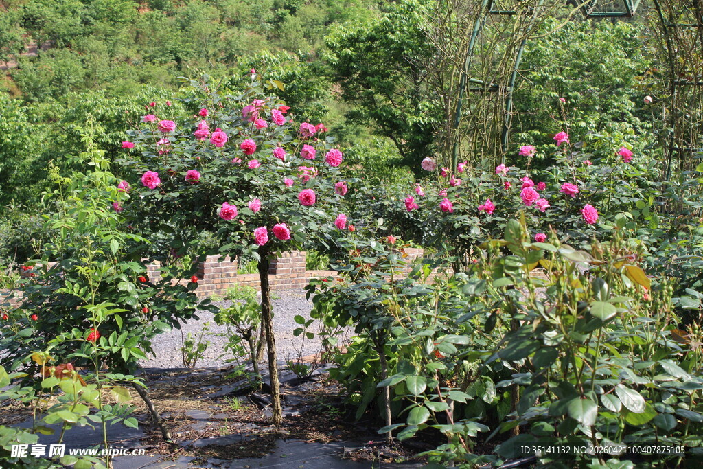 玫红色月季花