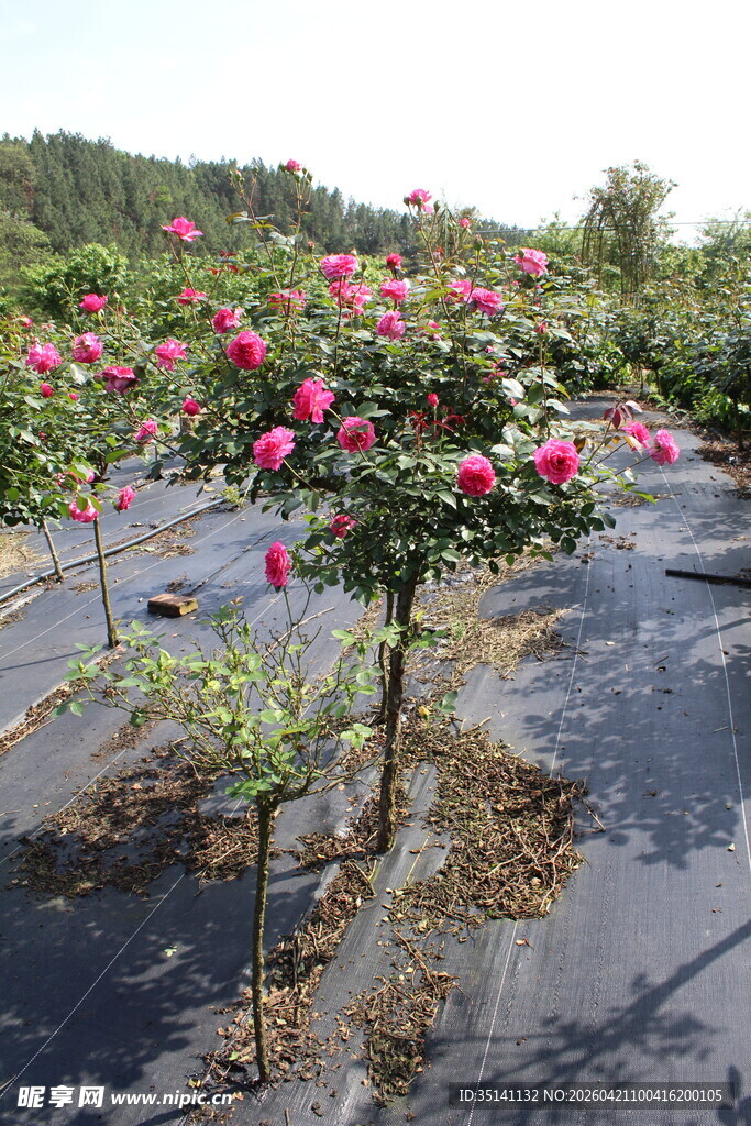 玫红色月季花