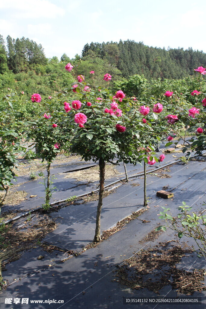 玫红色月季花