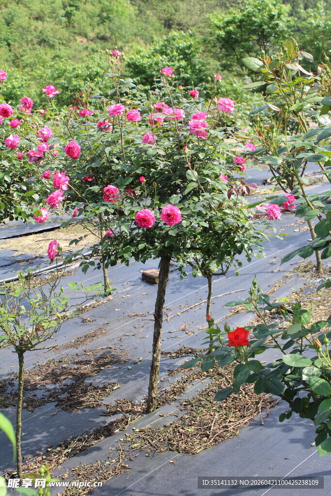 玫红色月季花
