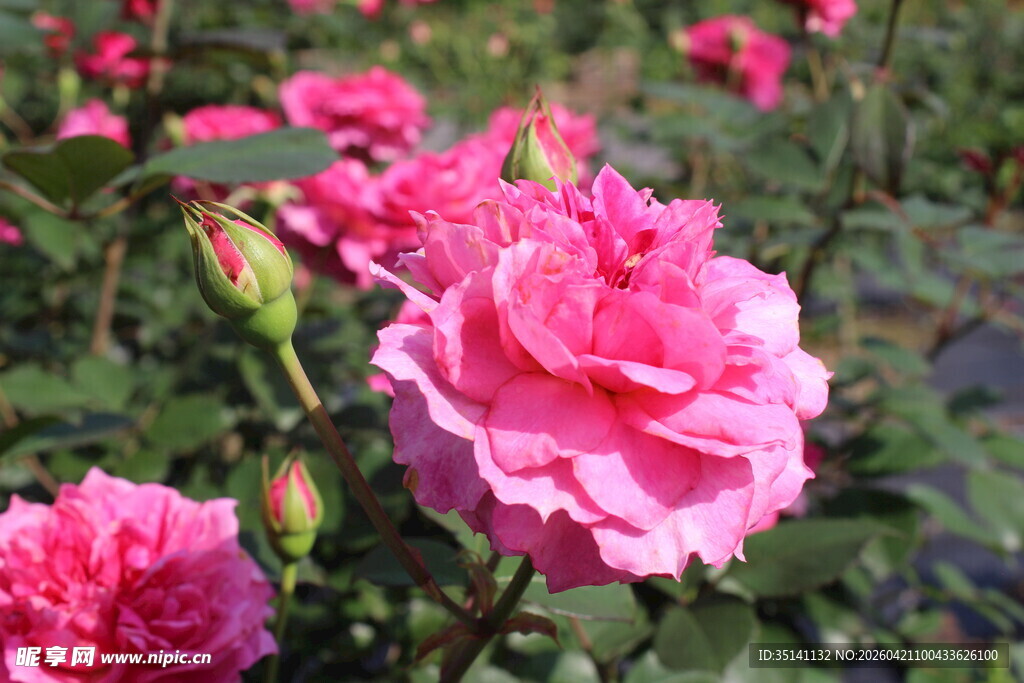 玫红色月季花
