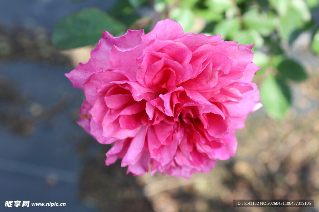 玫红色月季花