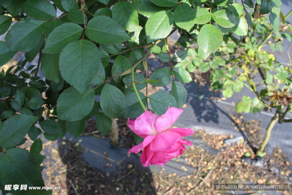 玫红色月季花