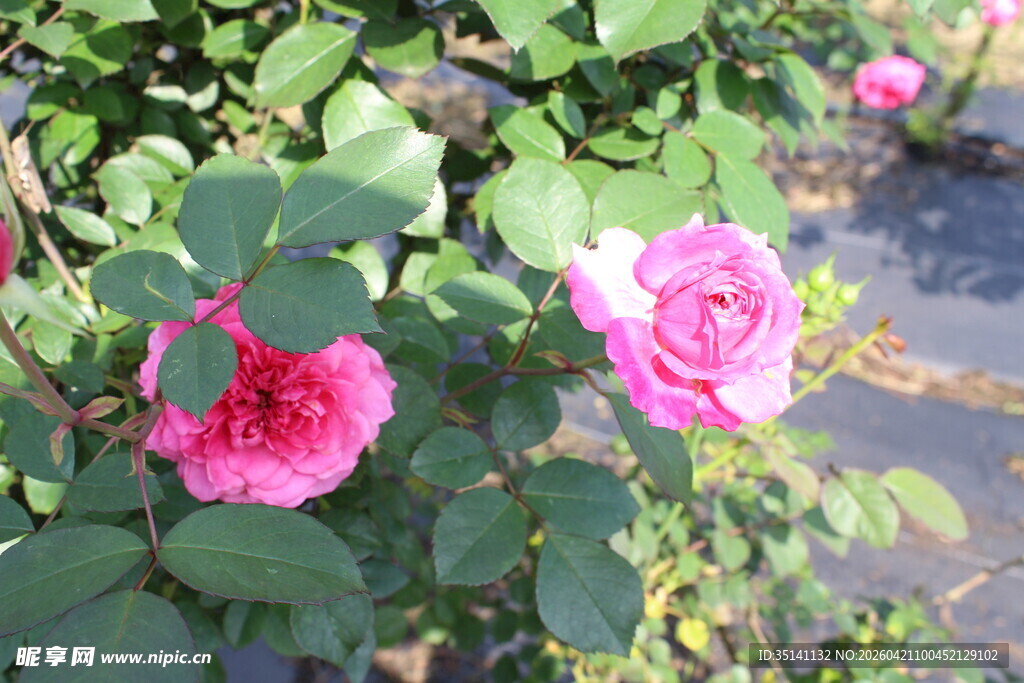 玫红色月季花
