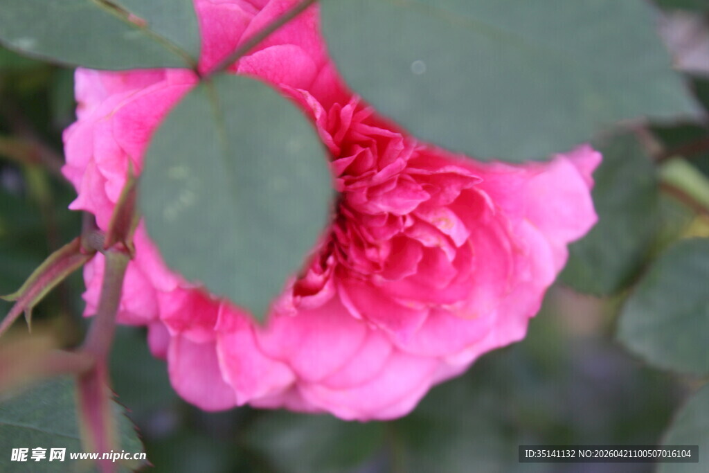 玫红色月季花