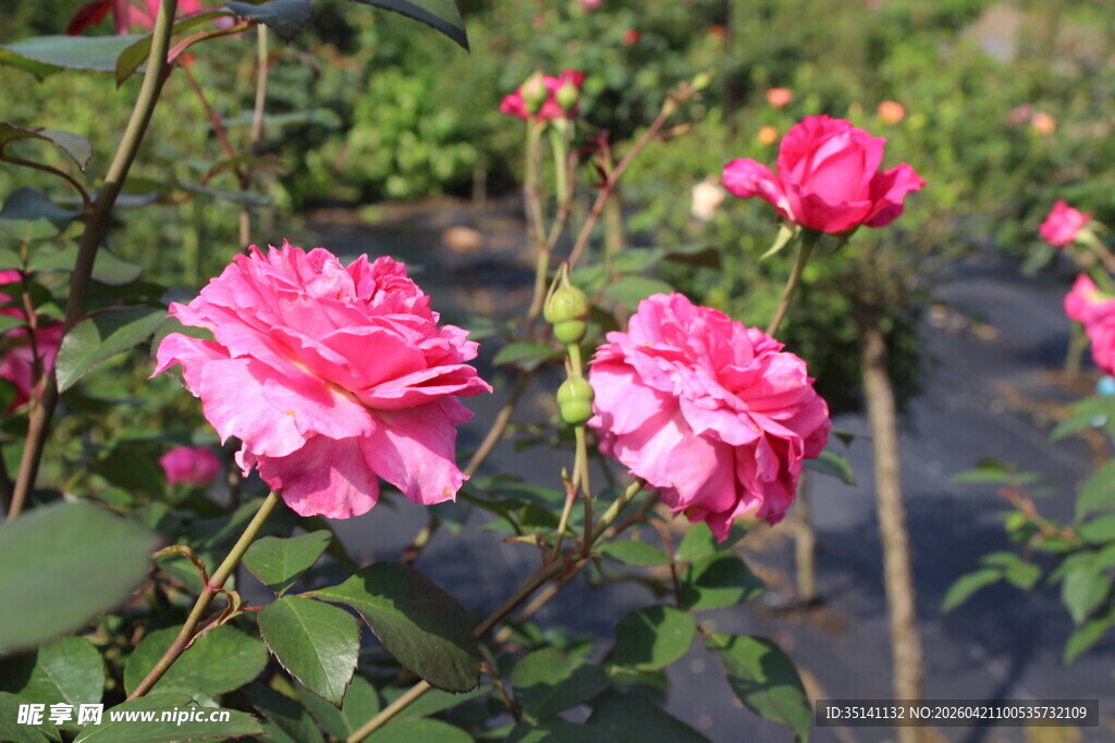玫红色月季花