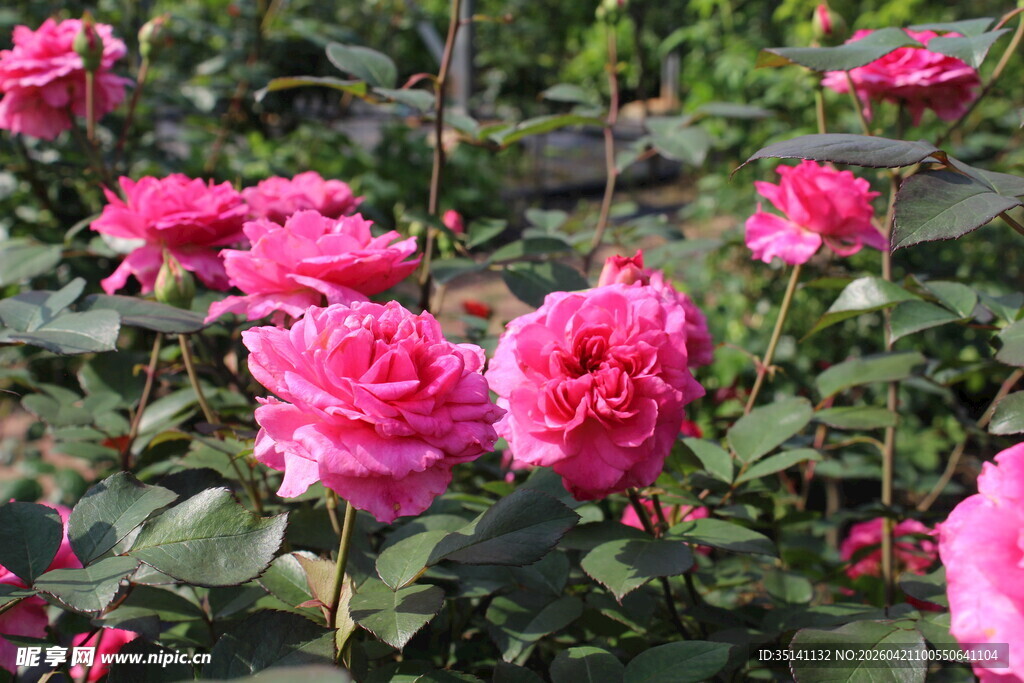 玫红色月季花