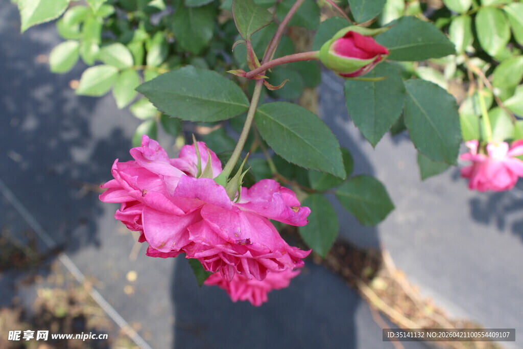 玫红色月季花