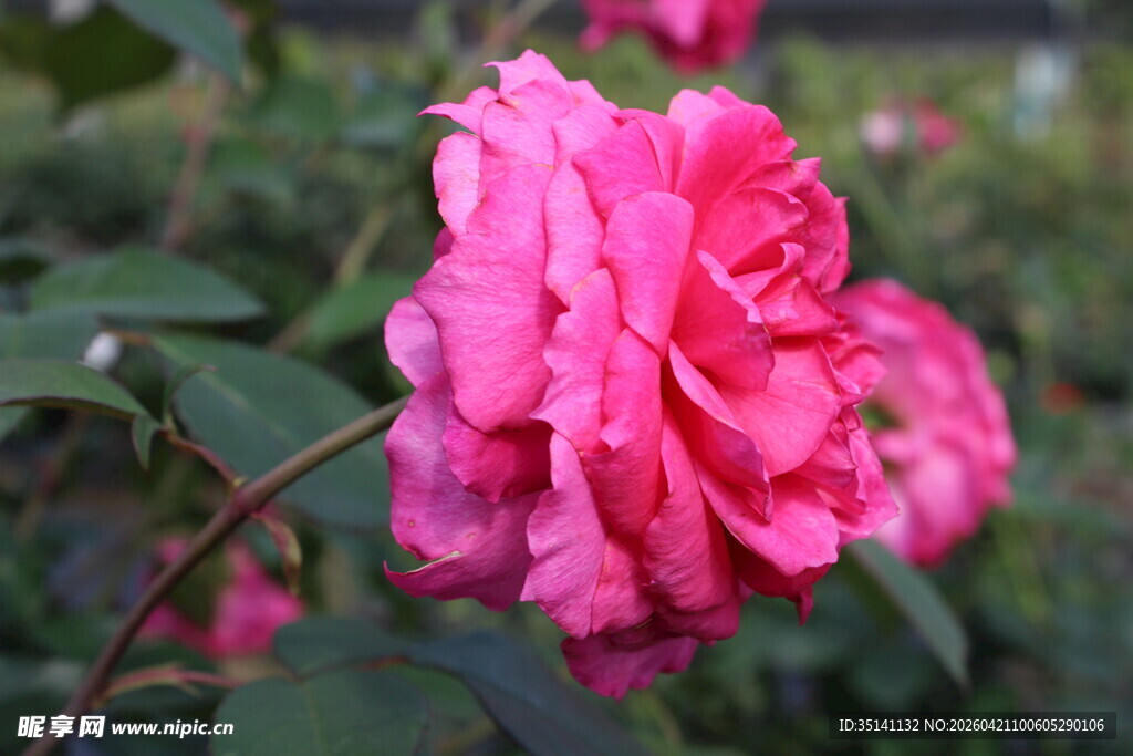 玫红色月季花