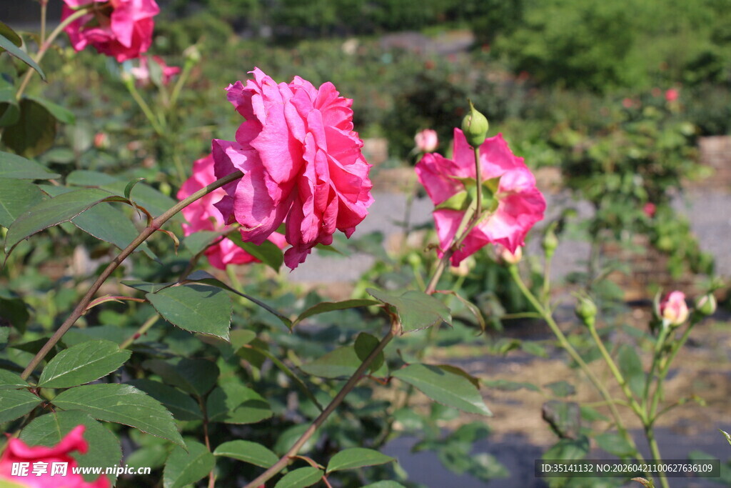 玫红色月季花