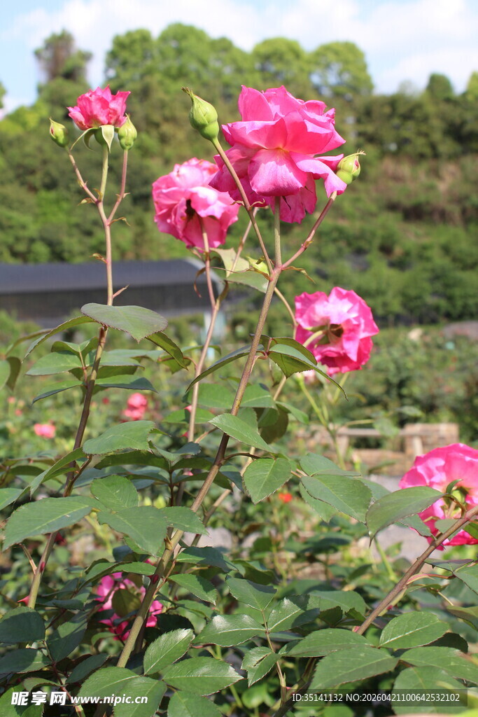 玫红色月季花