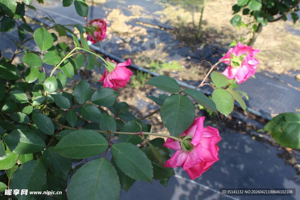 玫红色月季花