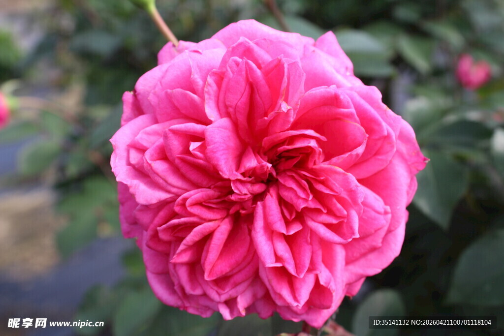 玫红色月季花
