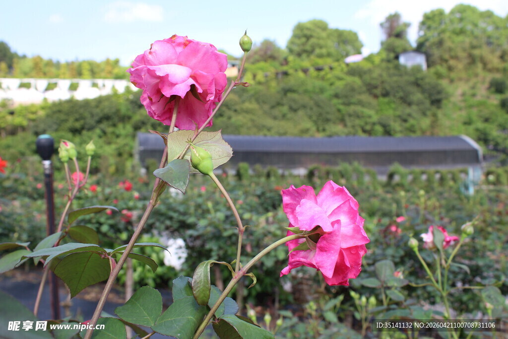 玫红色月季花