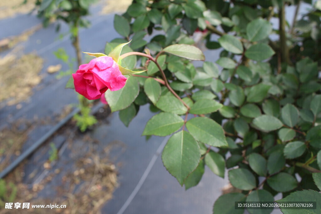 玫红色月季花
