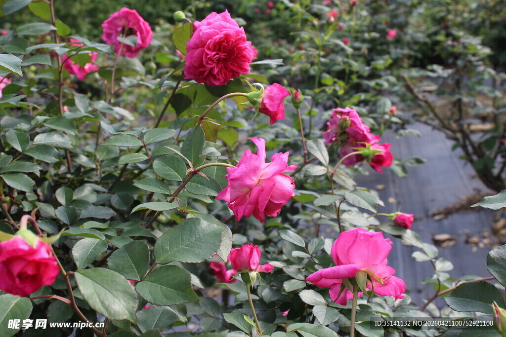 玫红色月季花