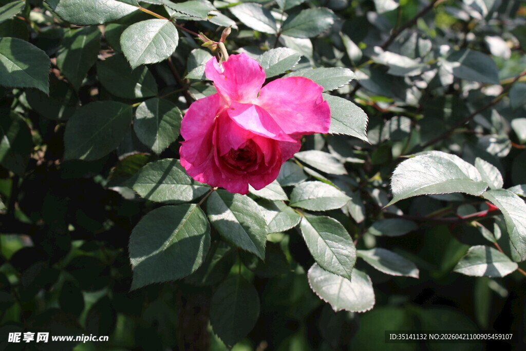 玫红色月季花