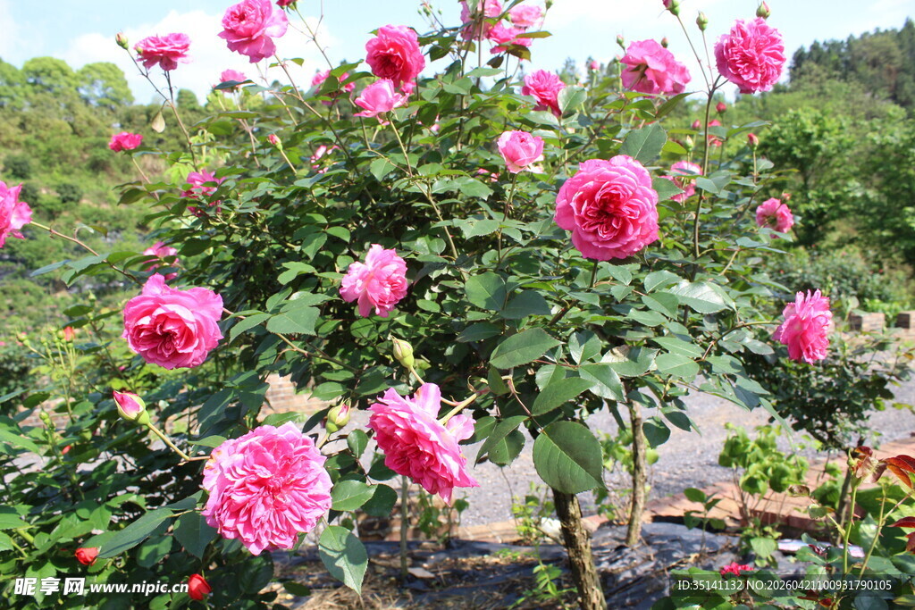 玫红色月季花
