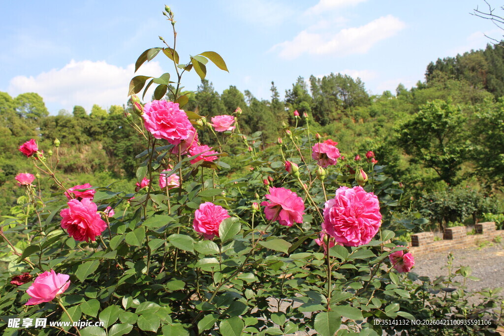 玫红色月季花