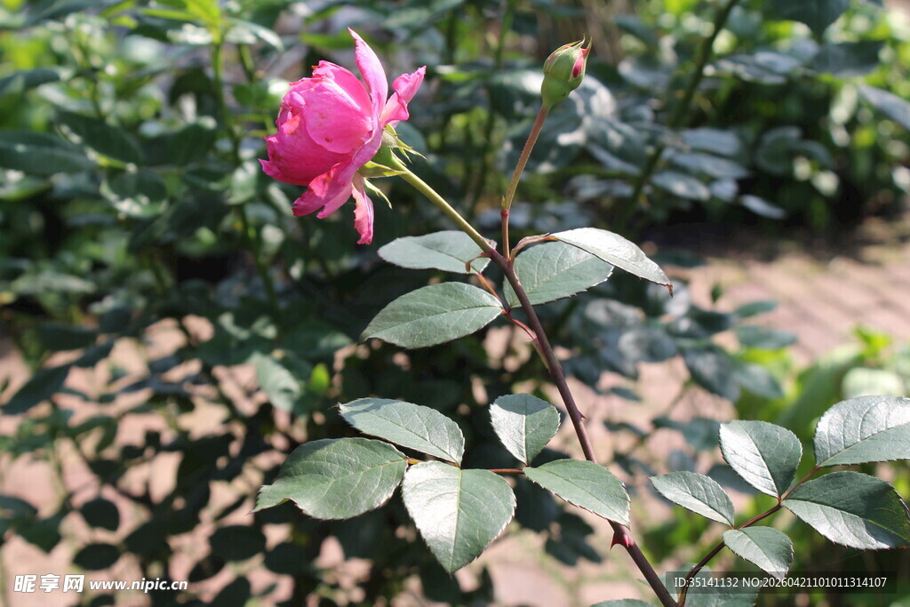 玫红色月季花