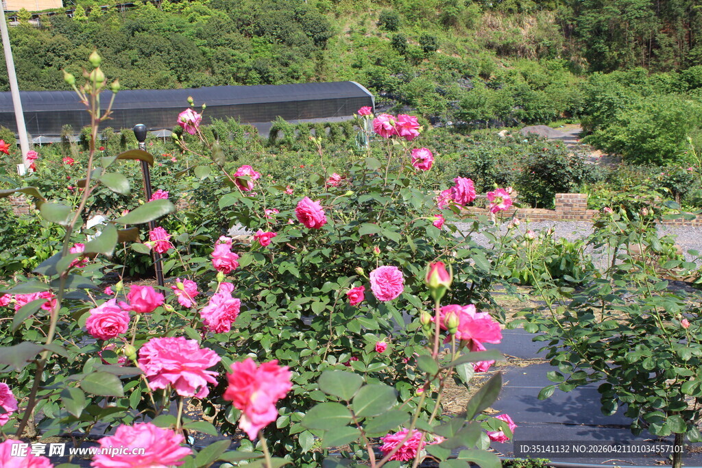 玫红色月季花