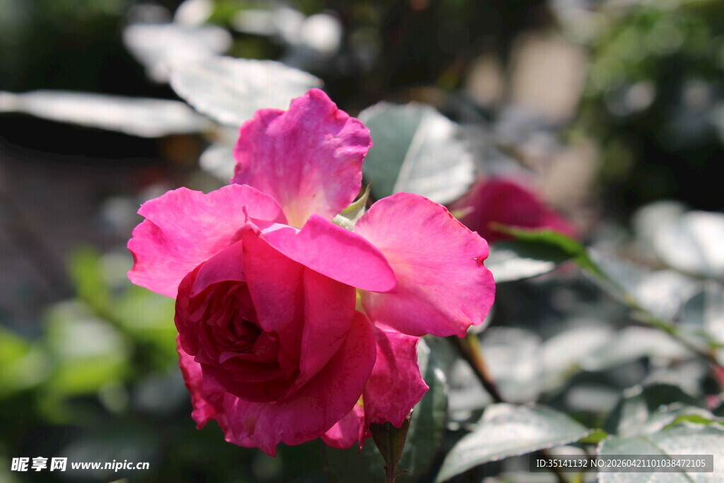 玫红色月季花