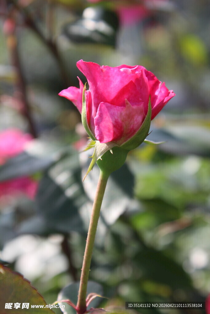玫红色月季花