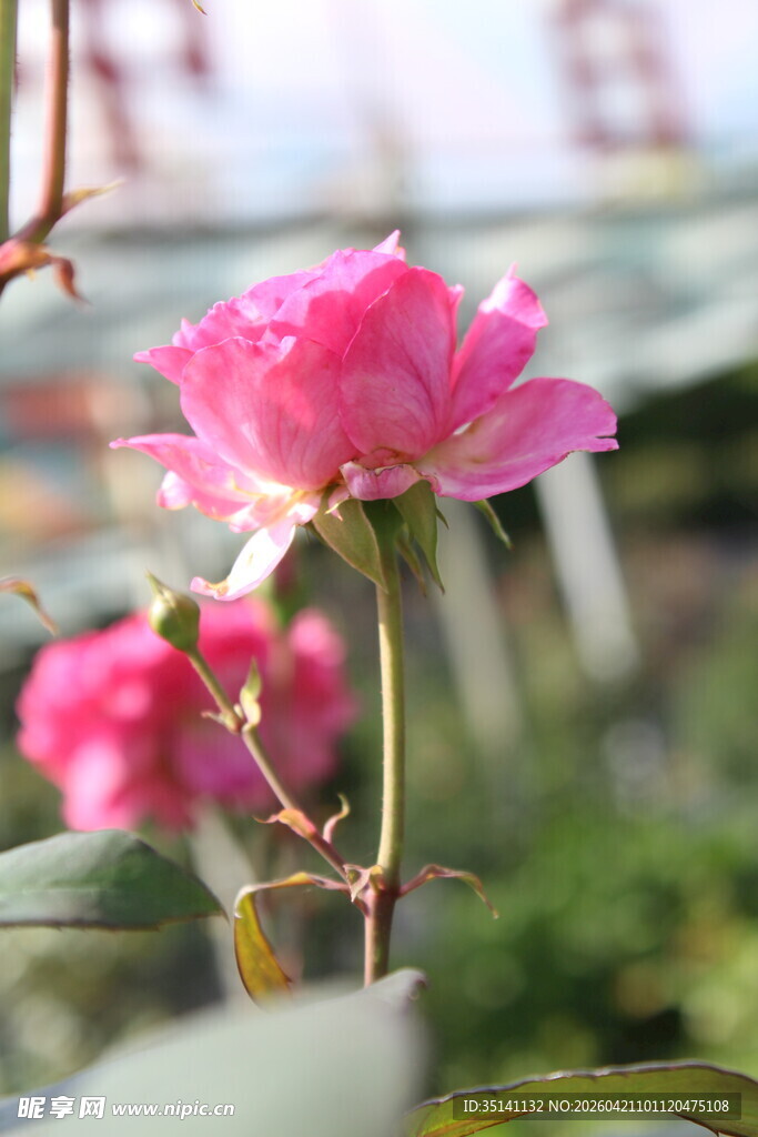 玫红色月季花
