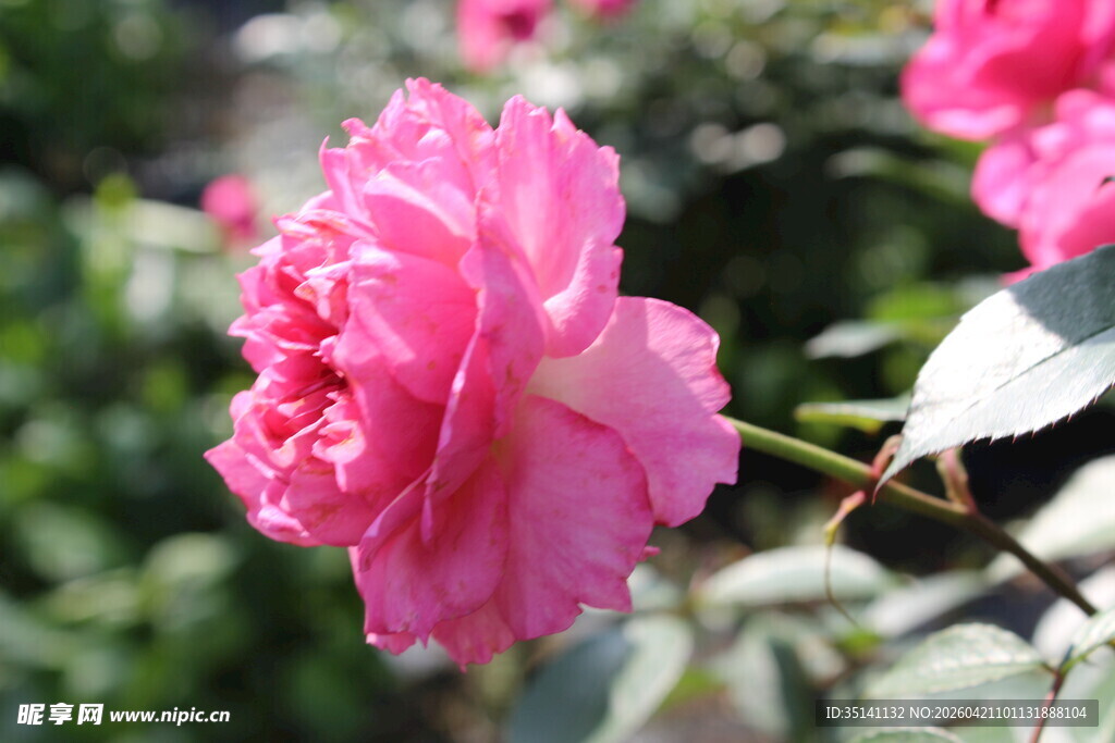 玫红色月季花