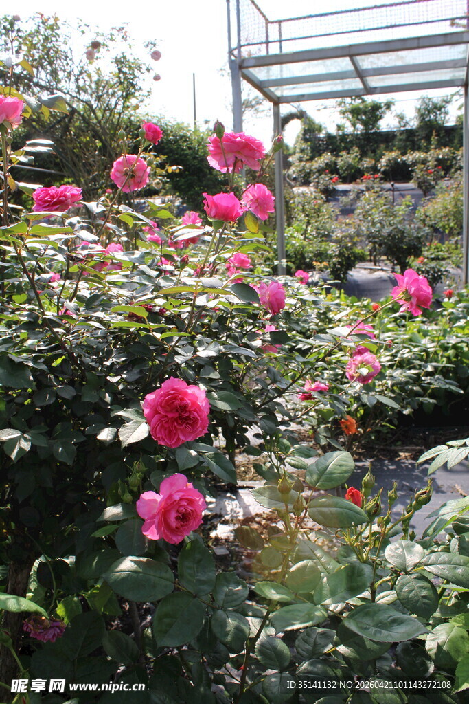 玫红色月季花