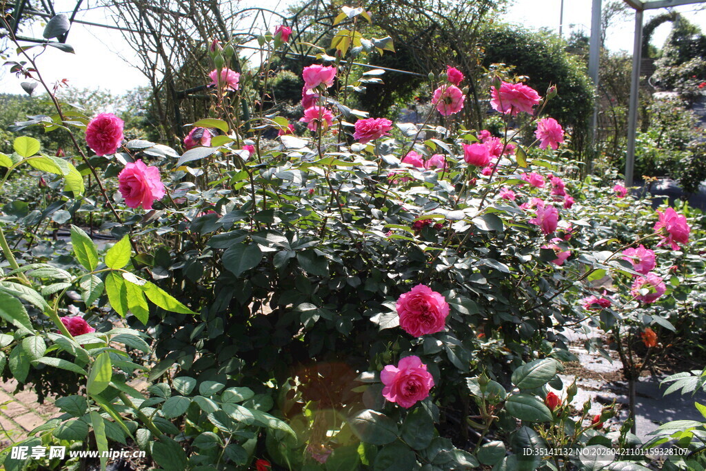 玫红色月季花