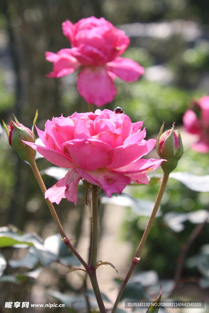 玫红色月季花