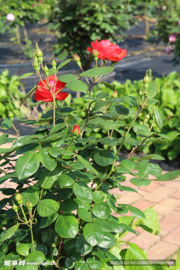 月季花