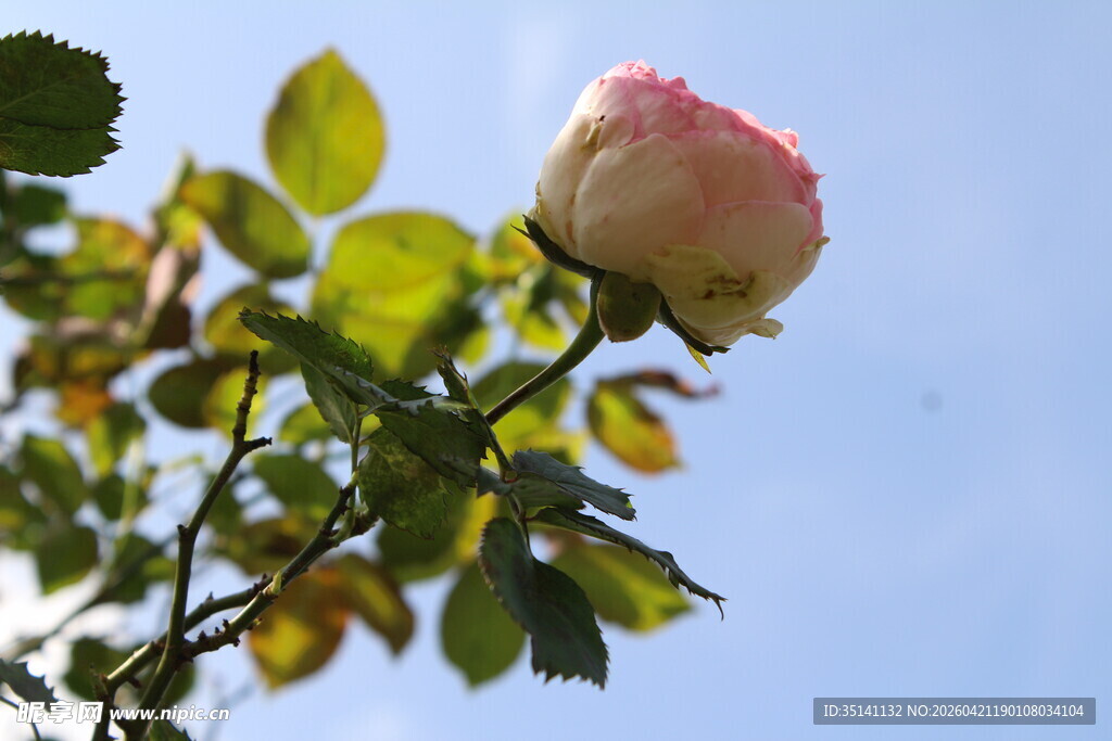 粉色月季花