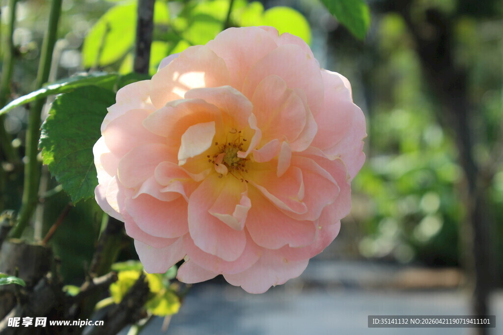 橙色月季花