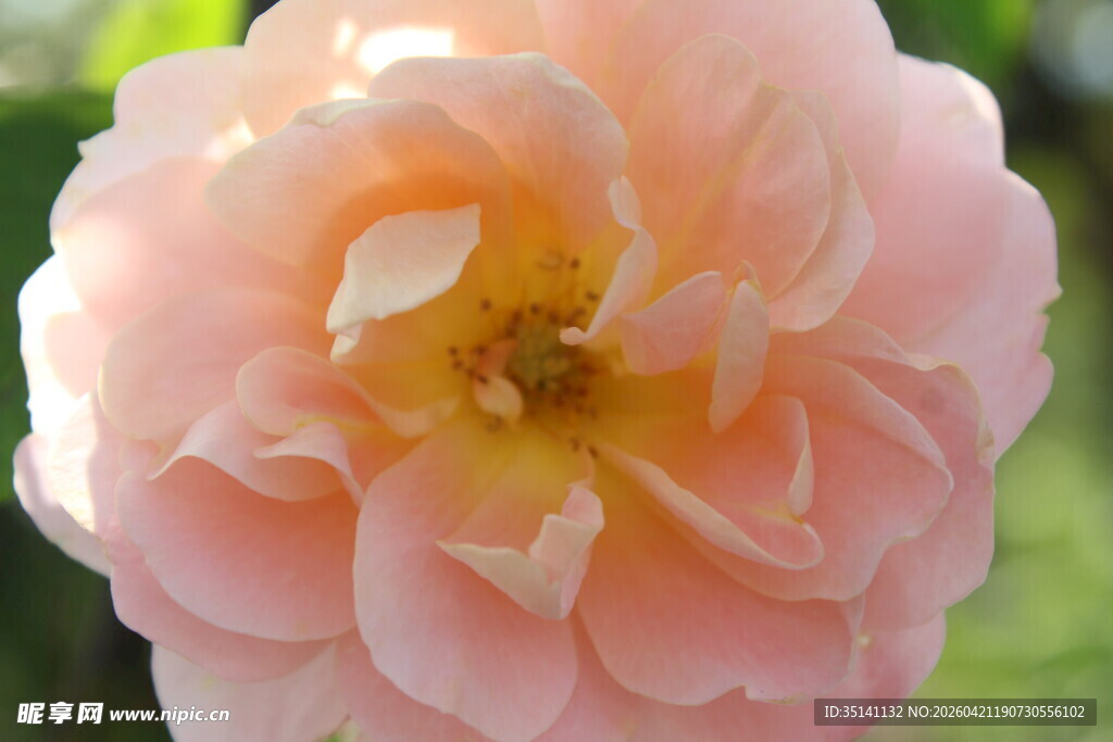 橙色月季花