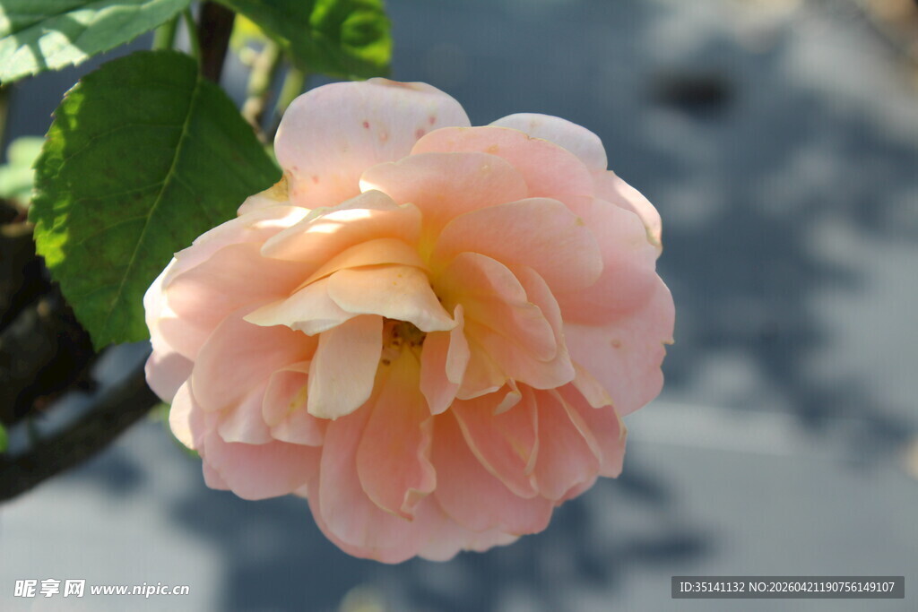 橙色月季花