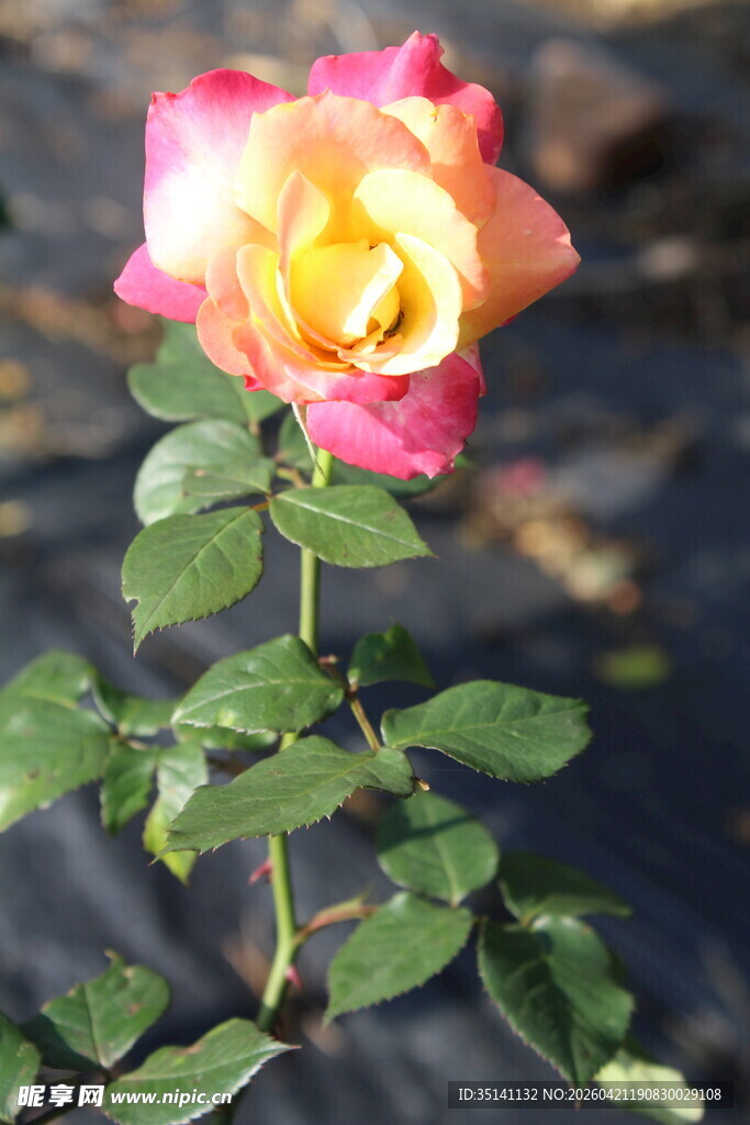 橙色月季花