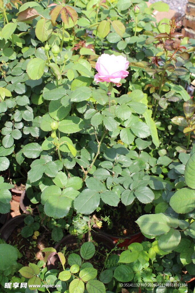 粉色月季花