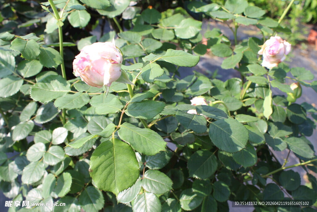 粉色月季花